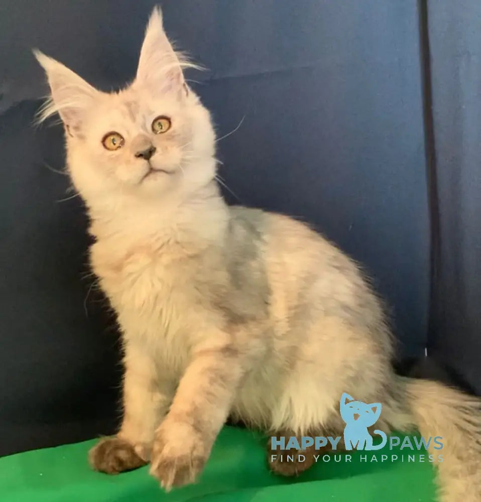 Olimp Maine Coon male black smoke live animals