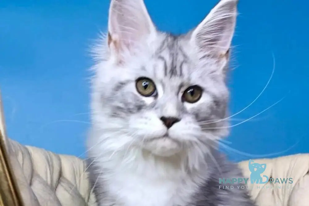 Olimpia Maine Coon female black silver tabby bicolour live animals