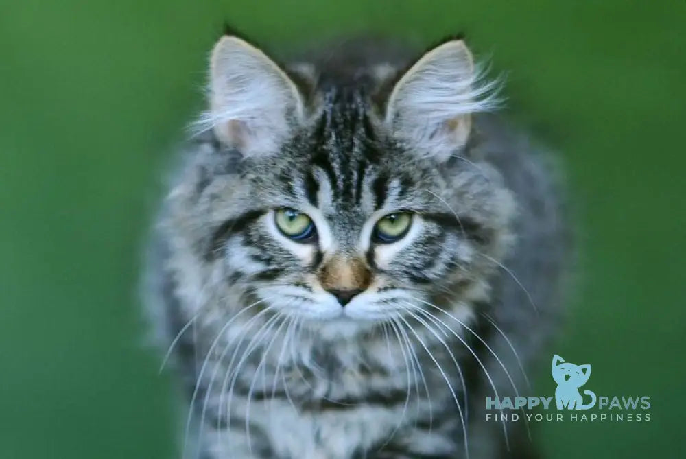 Olimpia Siberian female black spotted tabby live animals