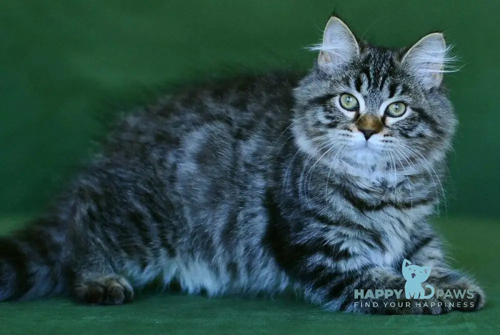 Olimpia Siberian female black spotted tabby live animals