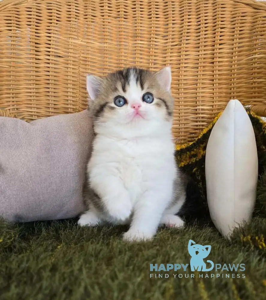 Olimpya Scottish Straight female black ticked tabby bicolour - live animals