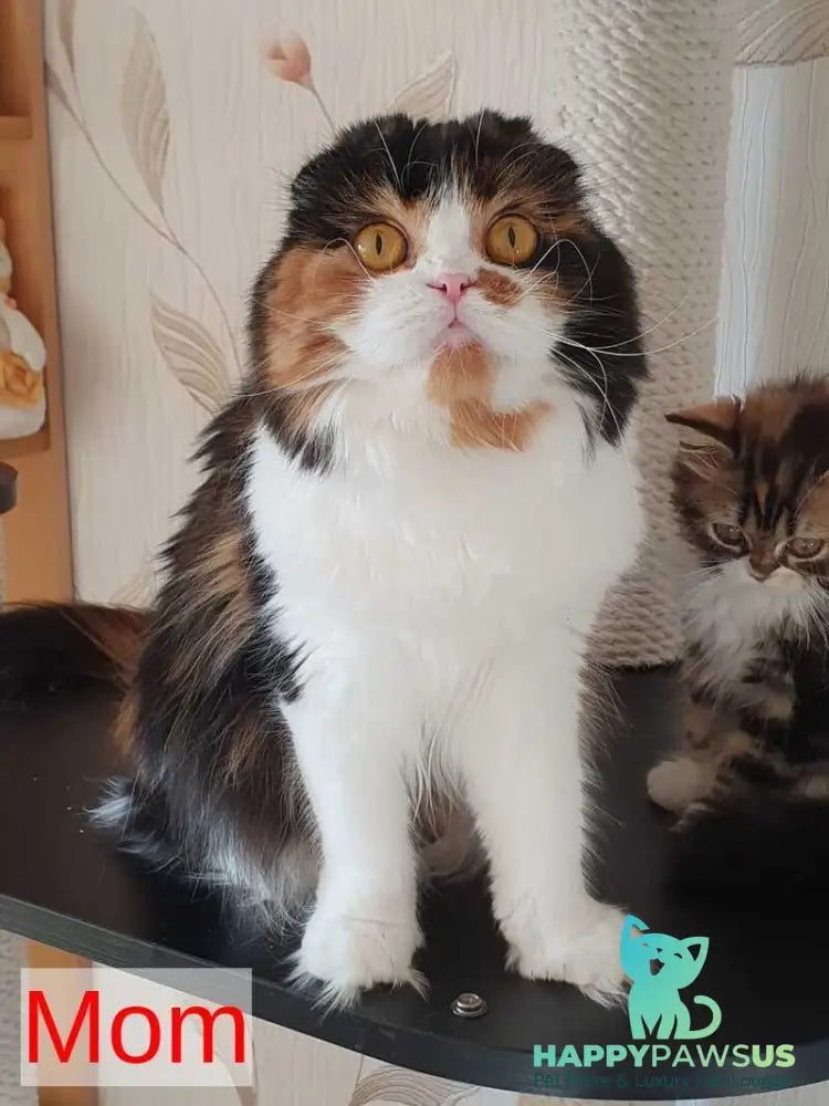 Olimpya Scottish Straight female black ticked tabby bicolour - live animals