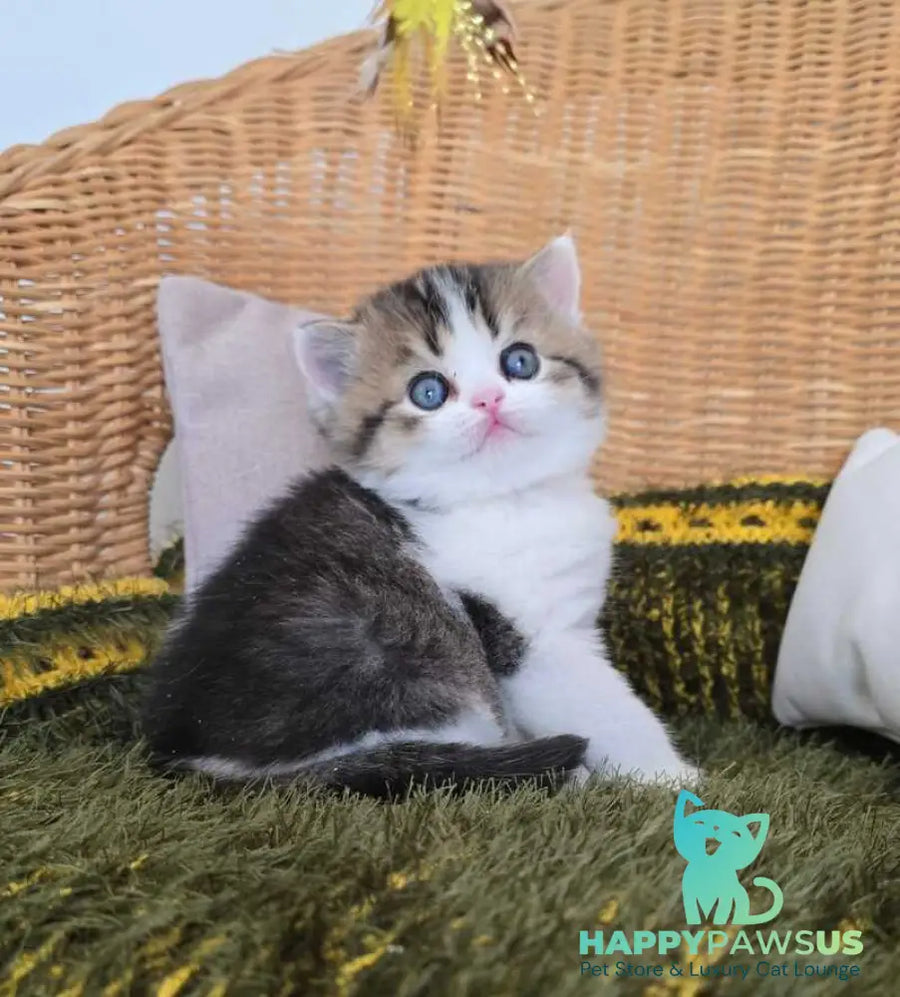 Olimpya Scottish Straight female black ticked tabby bicolour - live animals