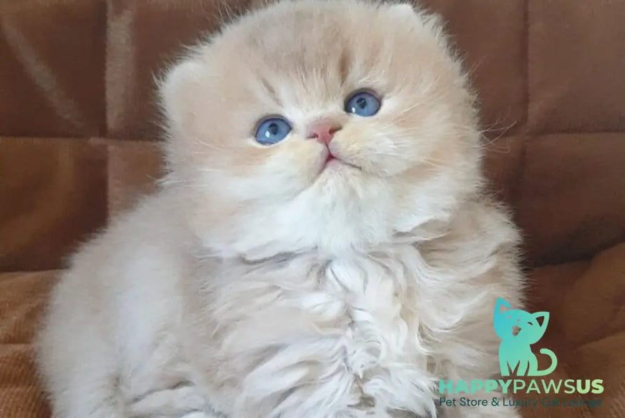 Oliver British Longhair male lilac golden chinchilla - live animals