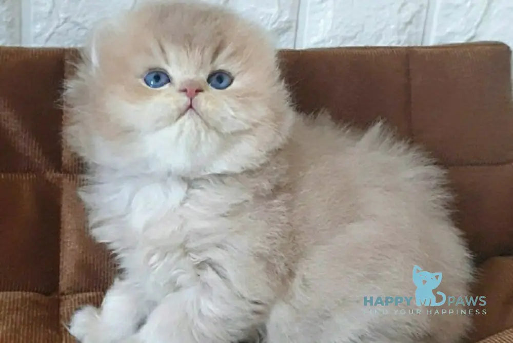 Oliver British Longhair male lilac golden chinchilla - live animals