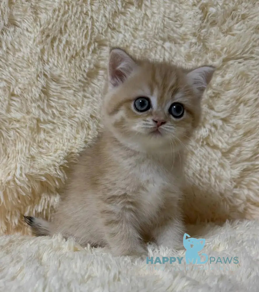 Oliver British Shorthair male black golden chinchilla live animals