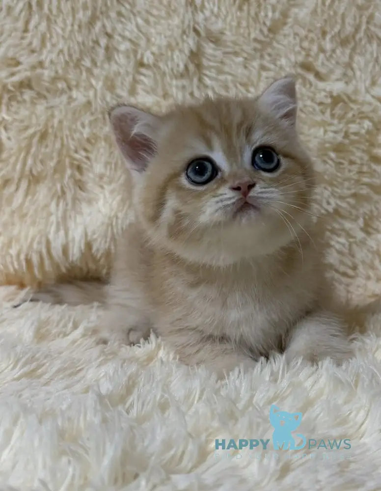 Oliver British Shorthair male black golden chinchilla live animals