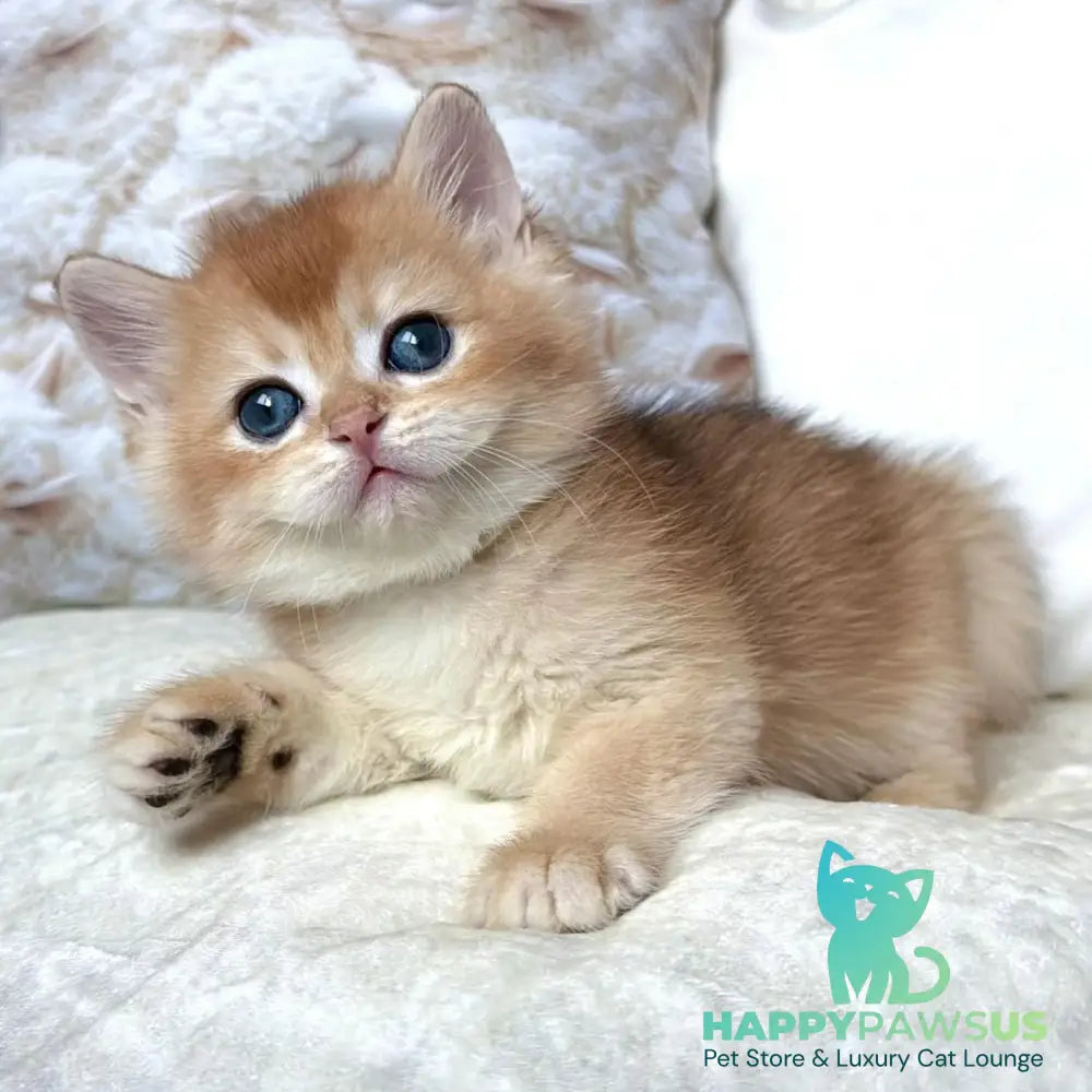 Oliver British Shorthair male black golden chinchilla - live animals