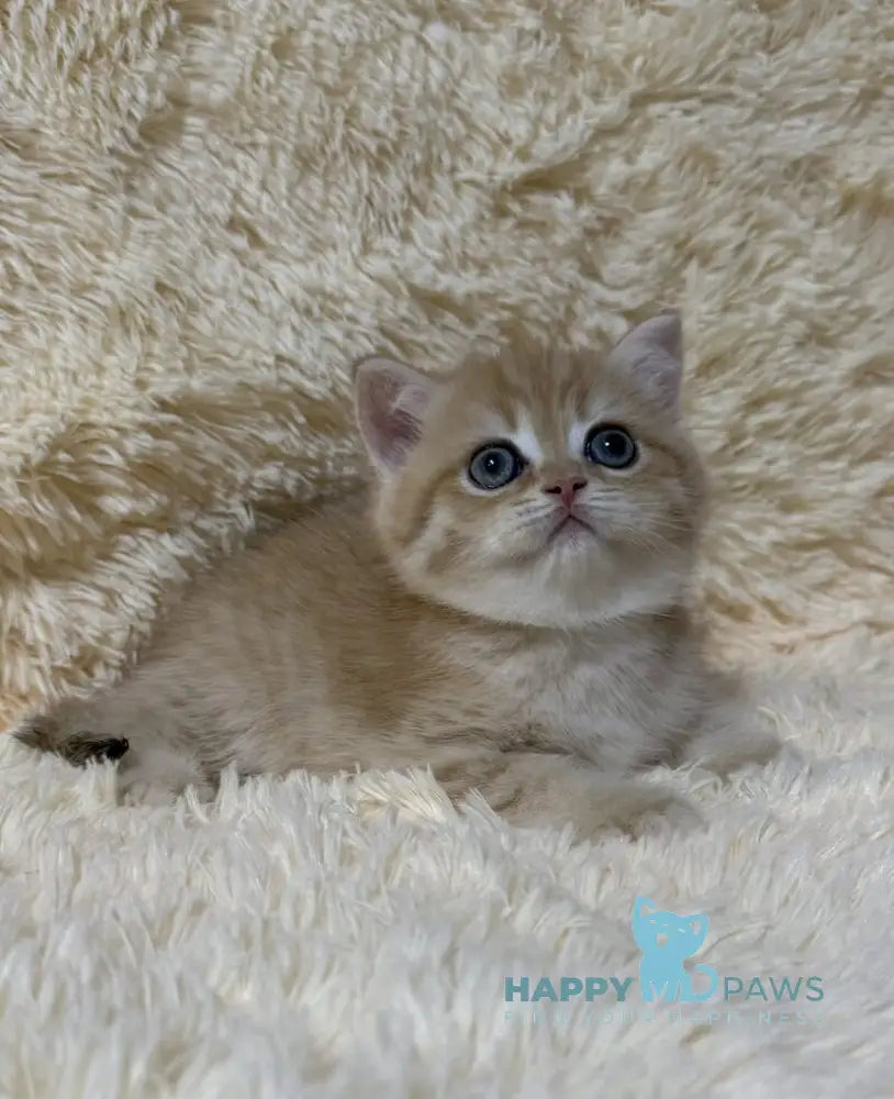 Oliver British Shorthair male black golden chinchilla live animals