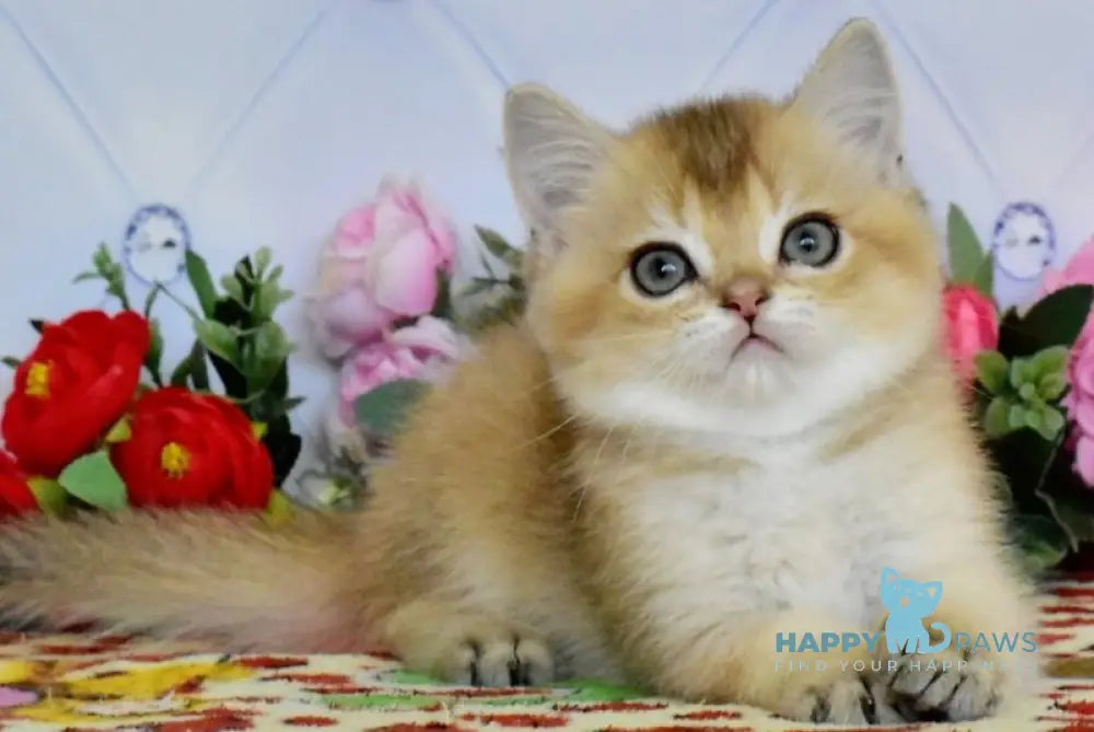 Oliver British Shorthair male black golden ticked tabby live animals