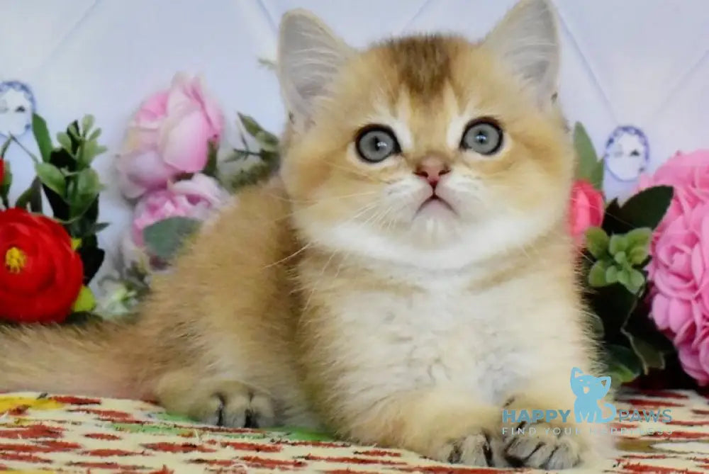 Oliver British Shorthair male black golden ticked tabby live animals