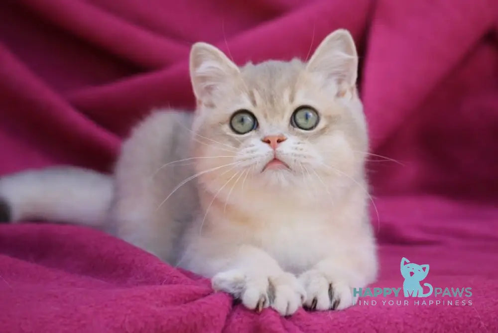 Oliver British Shorthair male blue golden shaded live animals