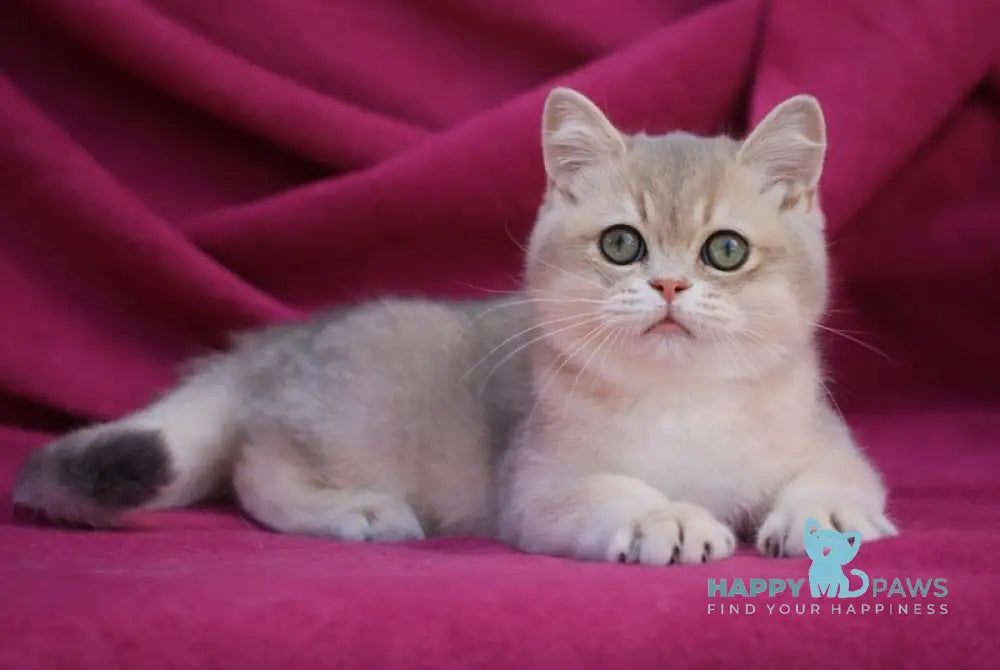 Oliver British Shorthair male blue golden shaded live animals