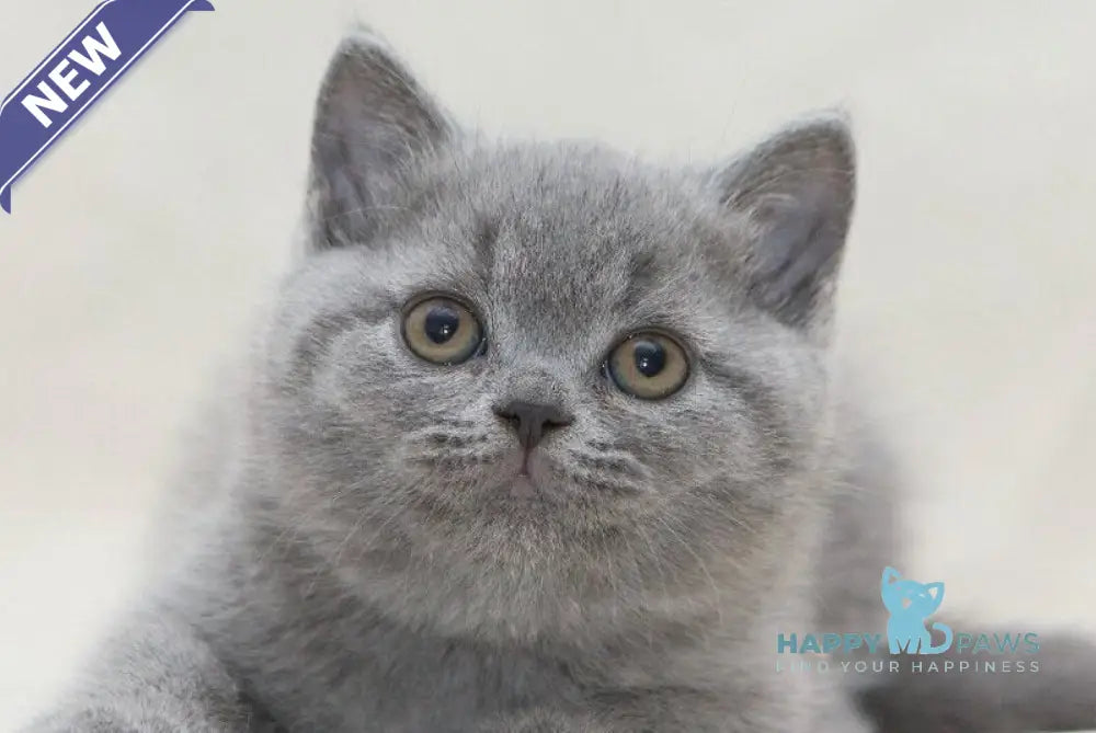Oliver British Shorthair male blue live animals