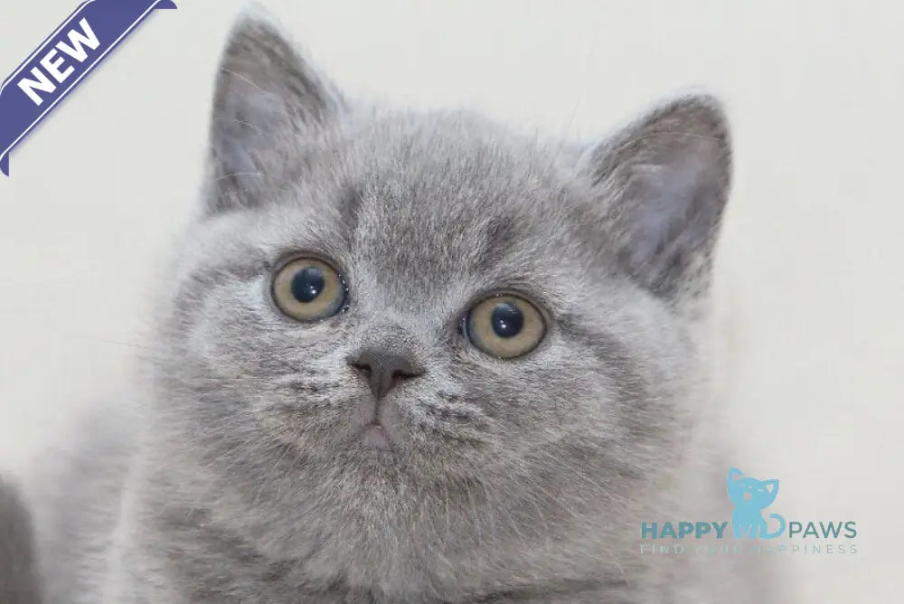 Oliver British Shorthair male blue live animals