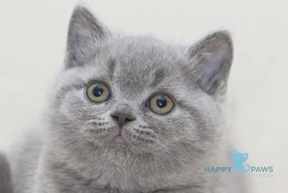 Oliver British Shorthair male blue live animals