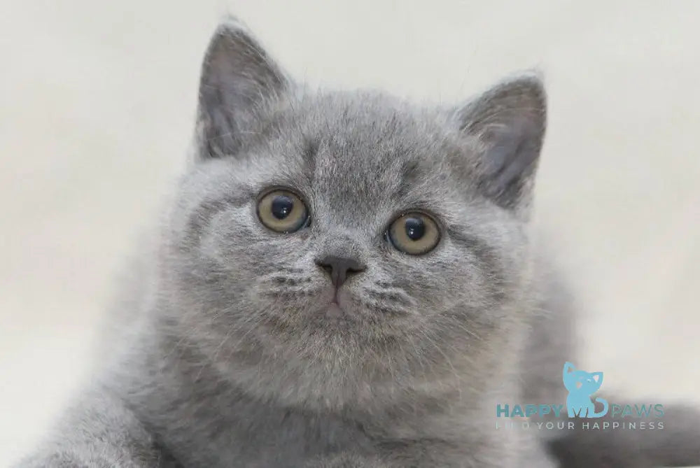 Oliver British Shorthair male blue live animals