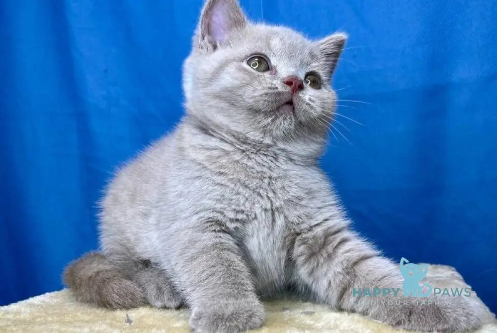 Oliver British Shorthair male lilac live animals