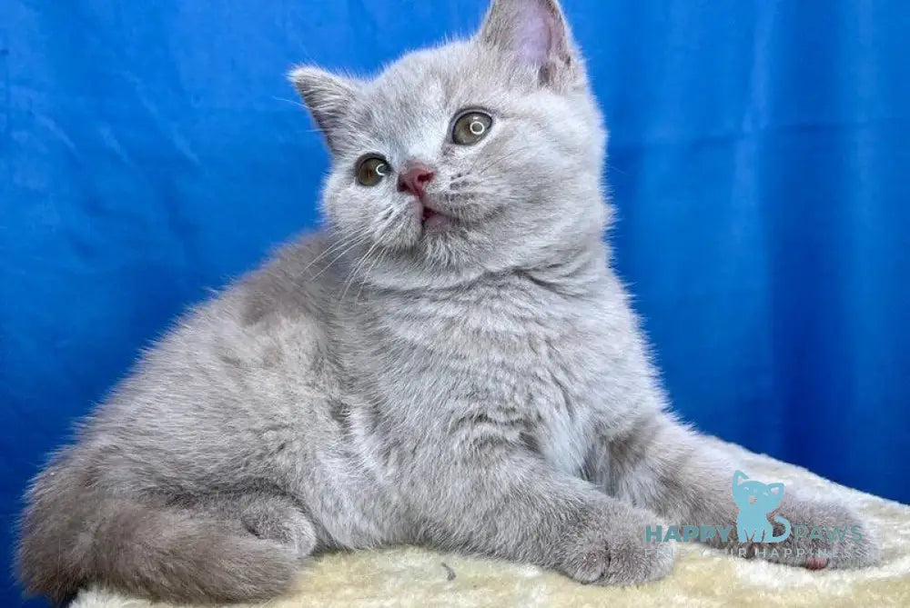 Oliver British Shorthair male lilac live animals