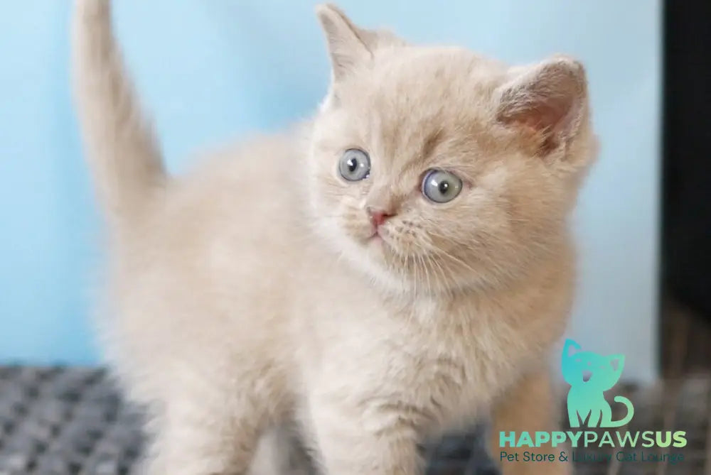 Oliver British Shorthair male lilac - live animals