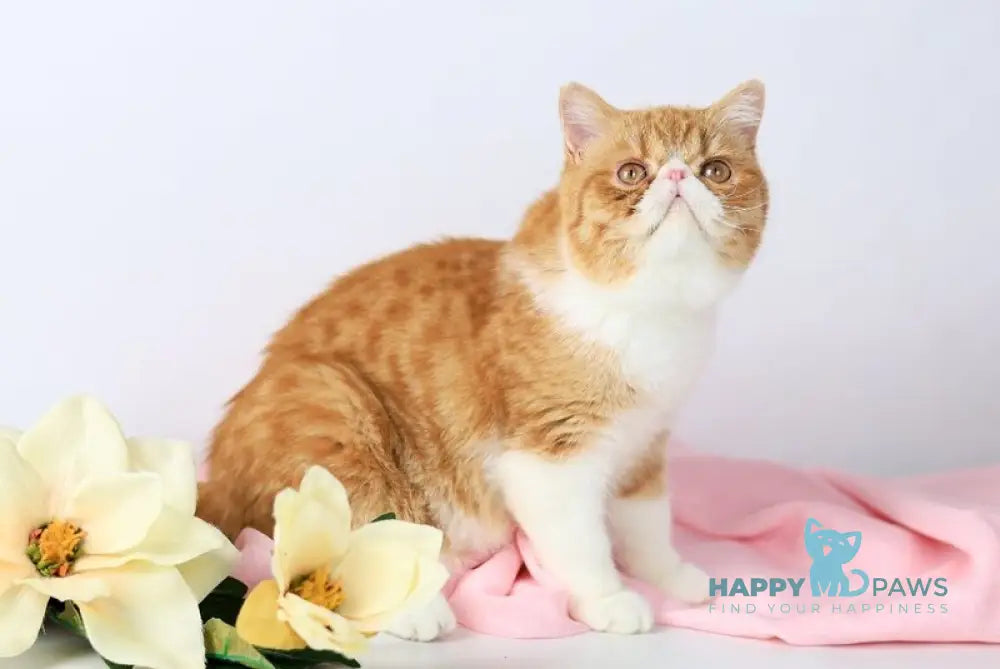 Oliver Exotic male red bicolour tabby live animals
