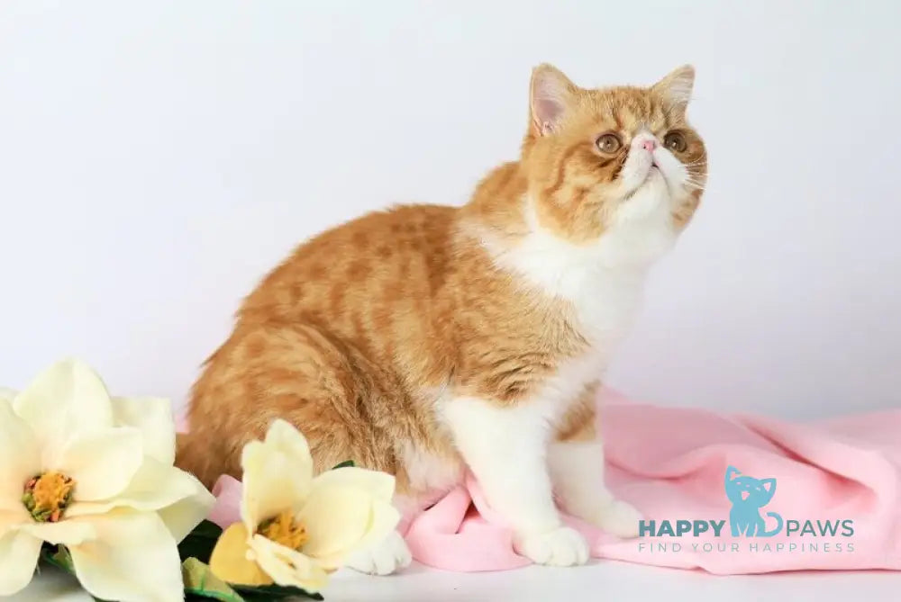 Oliver Exotic male red bicolour tabby live animals