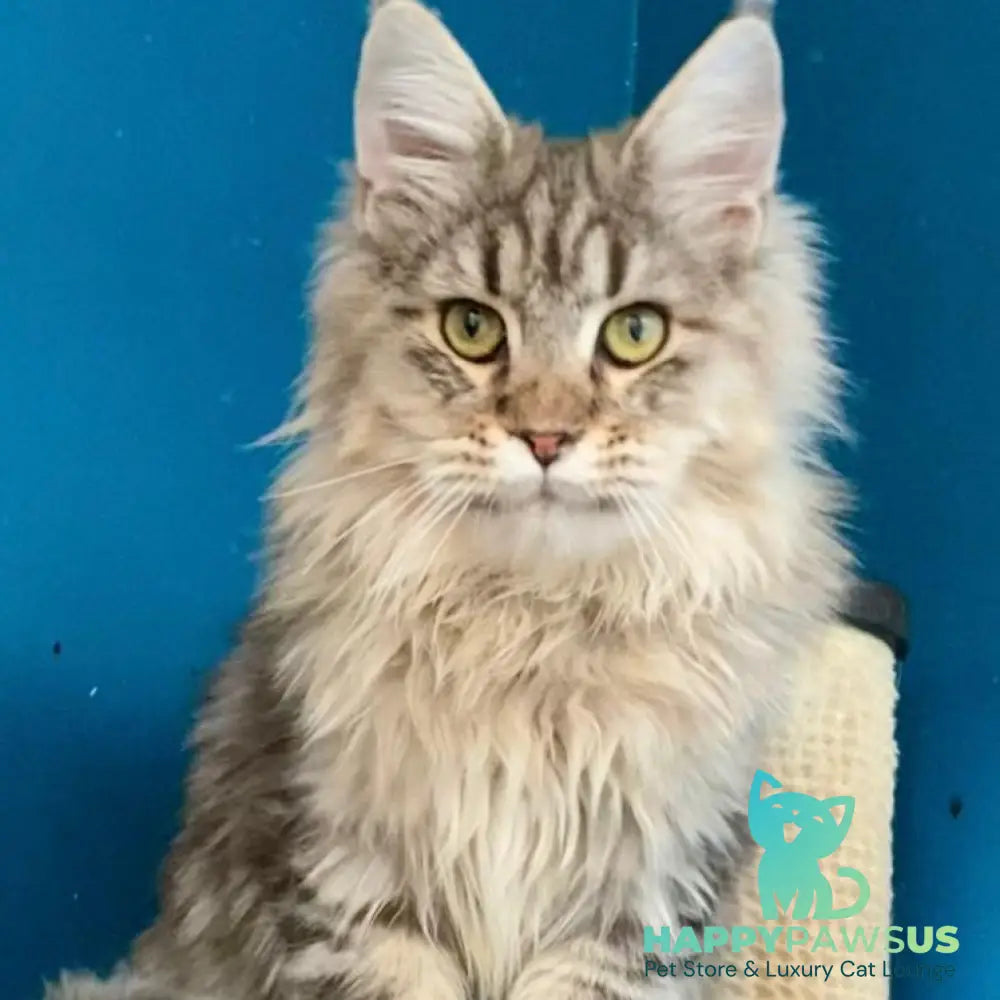 Oliver Maine Coon male black tabby - live animals
