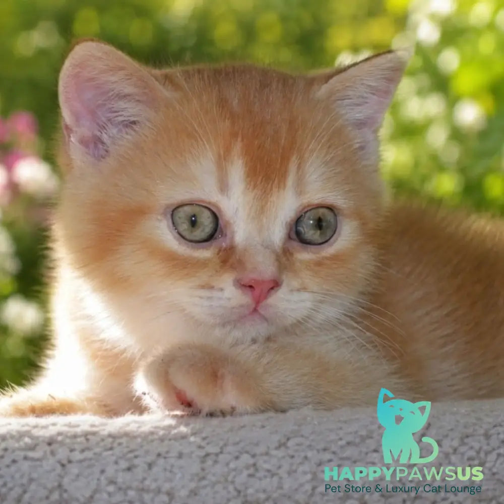 Oliver Scottish Straight male red ticked tabby - live animals