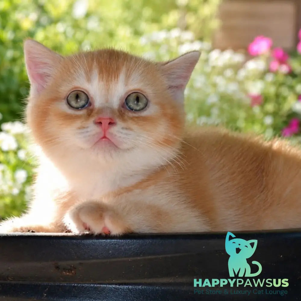 Oliver Scottish Straight male red ticked tabby - live animals