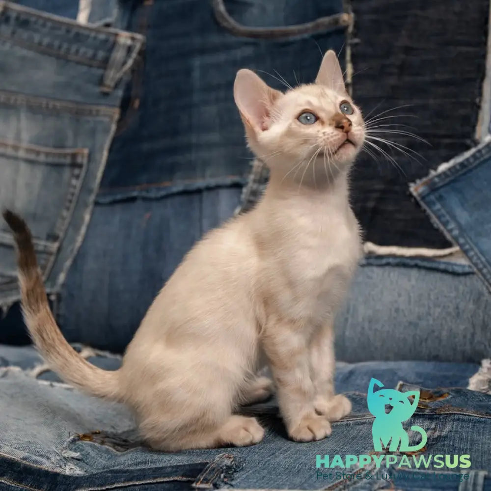 Olivia Bengal female black pointed - live animals