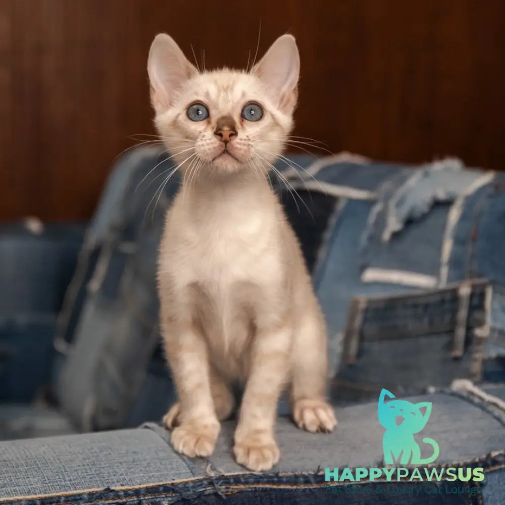 Olivia Bengal female black pointed - live animals