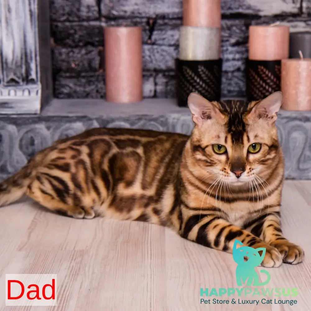 Olivia Bengal female black pointed - live animals