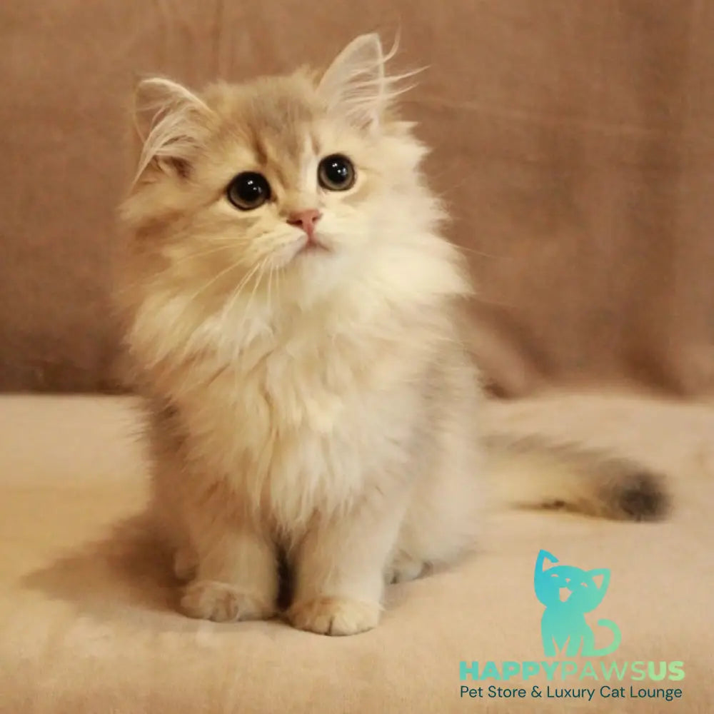 Olivia British Longhair female blue golden shaded - live animals