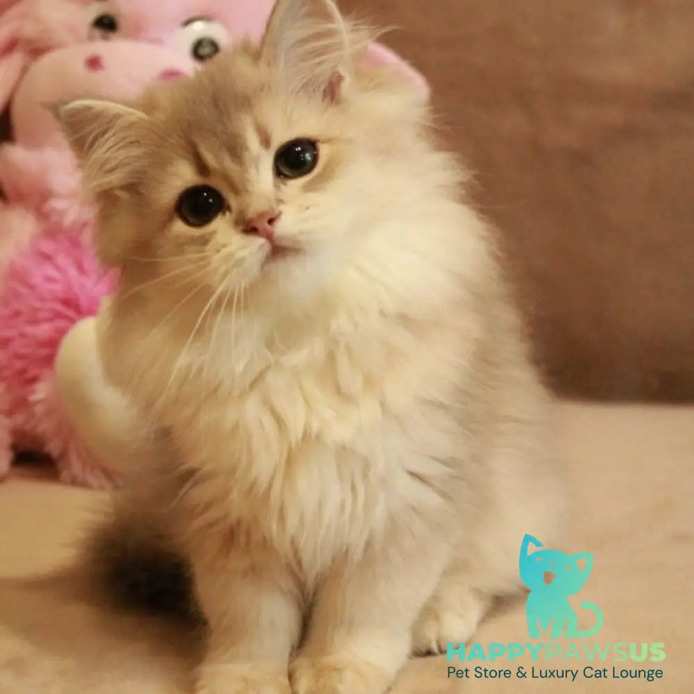 Olivia British Longhair female blue golden shaded - live animals