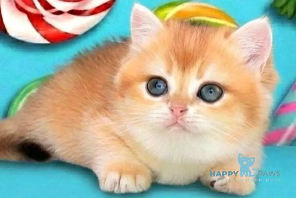 Olivia British Shorthair female black golden shaded live animals