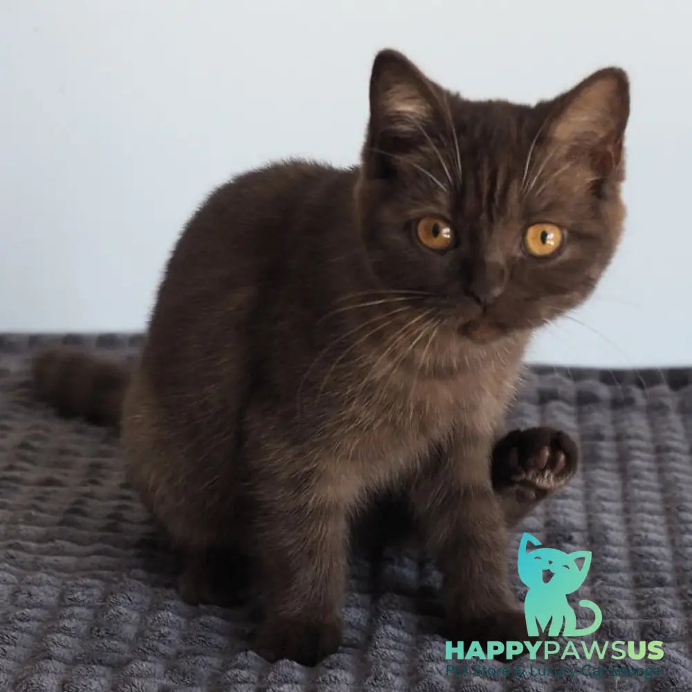 Olivia British Shorthair female chocolate - live animals