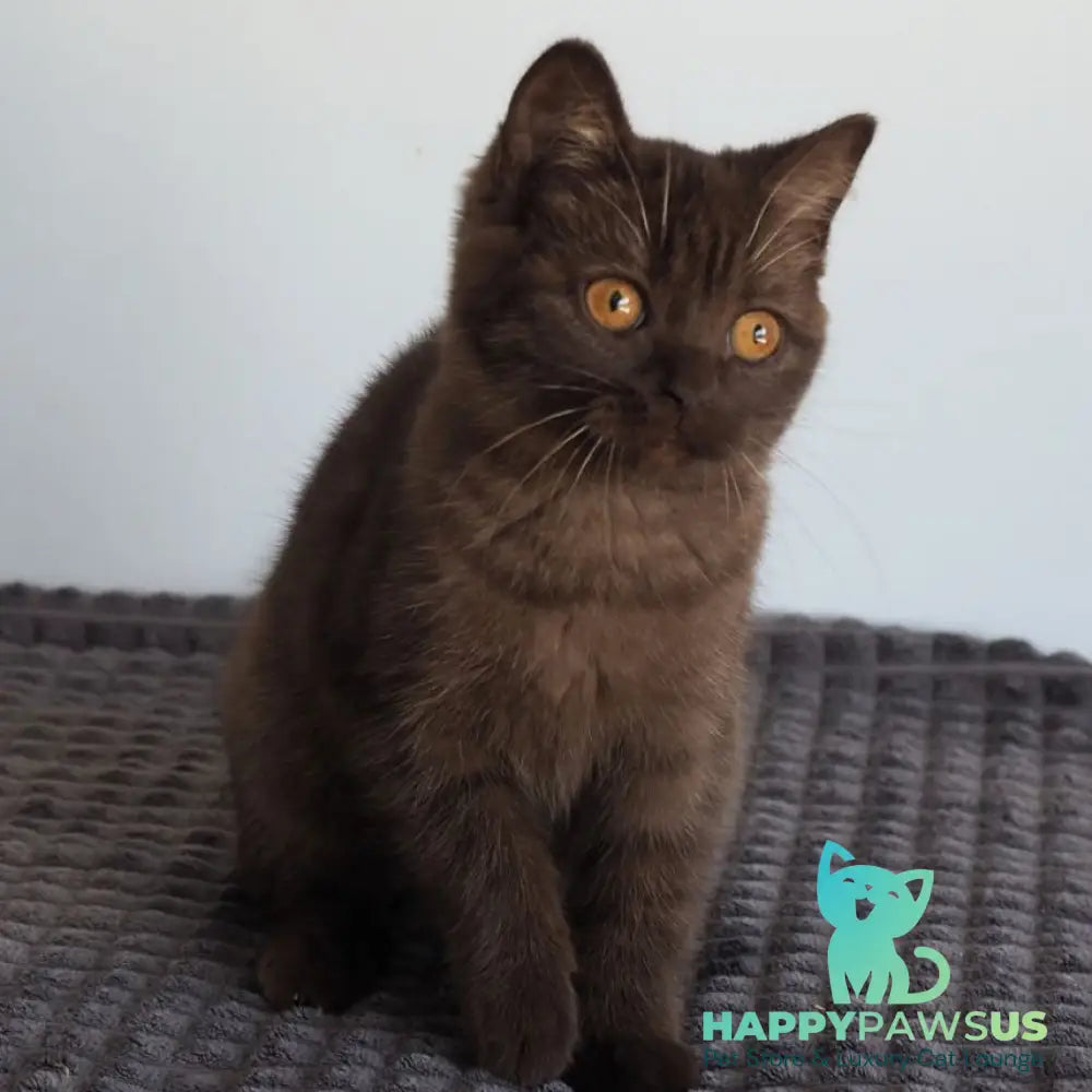 Olivia British Shorthair female chocolate - live animals