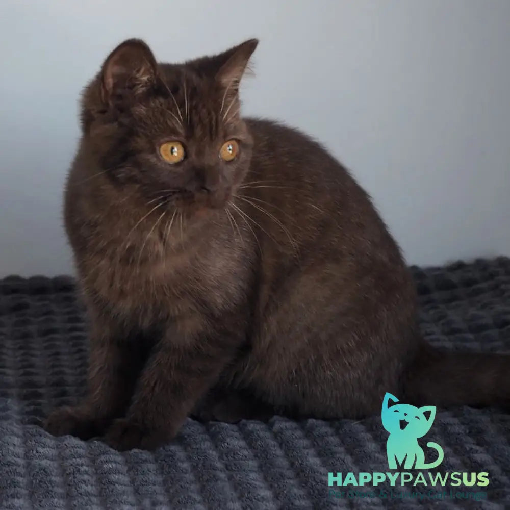 Olivia British Shorthair female chocolate - live animals
