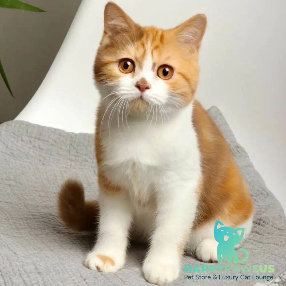 Olivia British Shorthair female cinnamon tortie bicolour - live animals