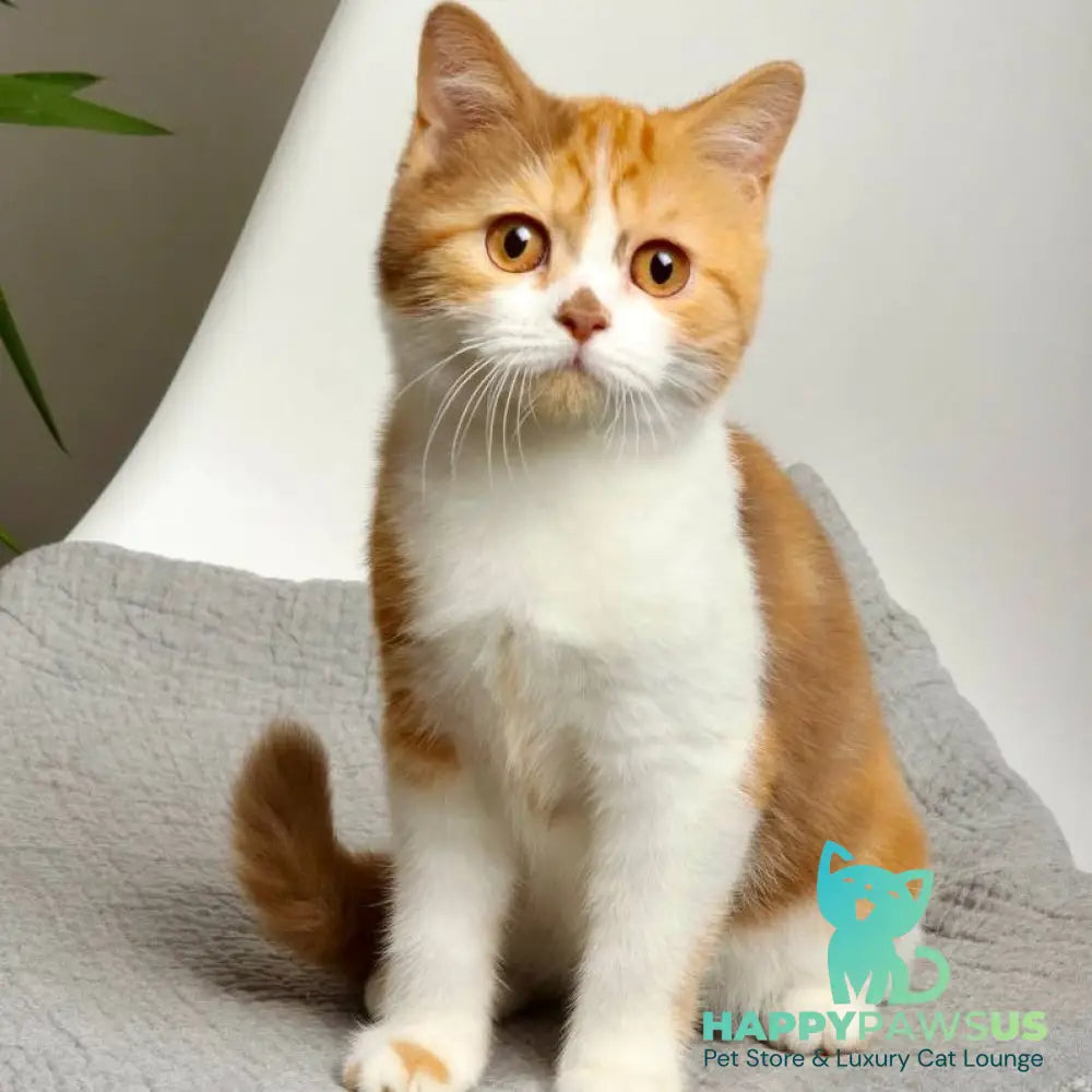 Olivia British Shorthair female cinnamon tortie bicolour - live animals
