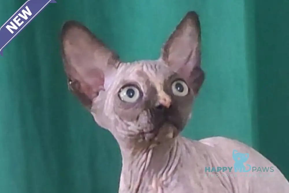 Olivia Canadian Sphynx female black tortie live animals