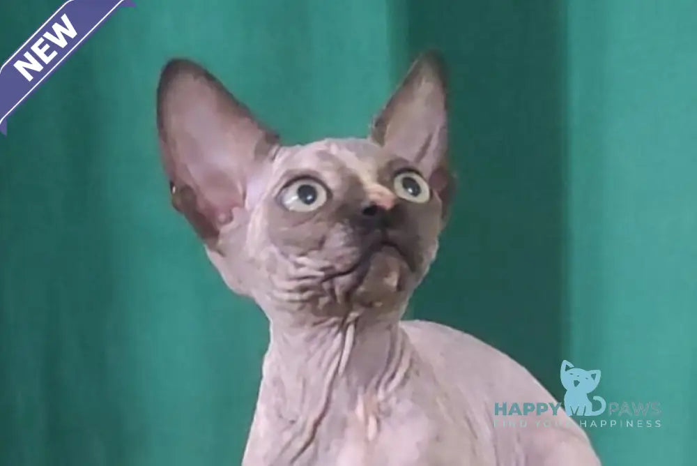 Olivia Canadian Sphynx female black tortie live animals