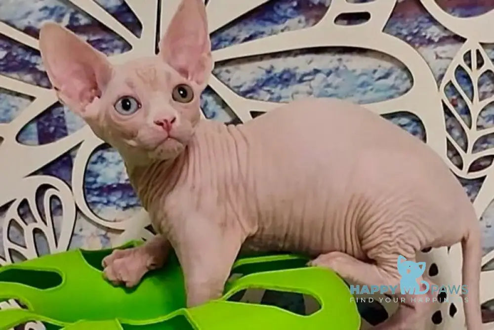 Olivia Canadian Sphynx female white live animals