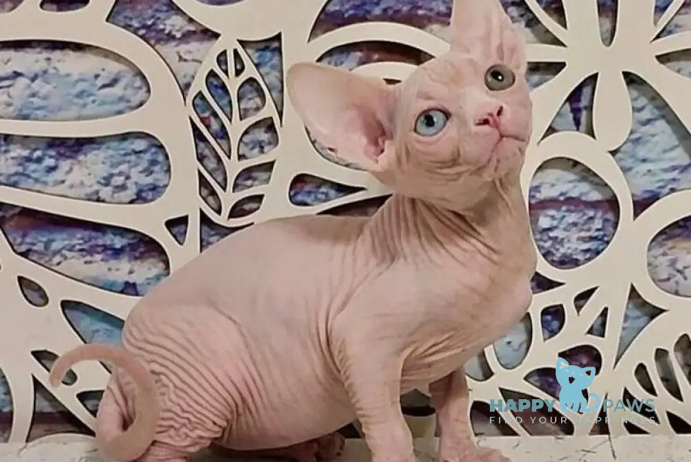 Olivia Canadian Sphynx female white live animals