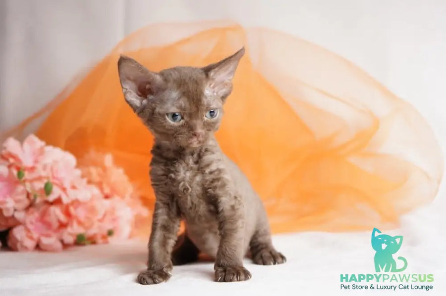 Olivia Devon Rex female chocolate - live animals