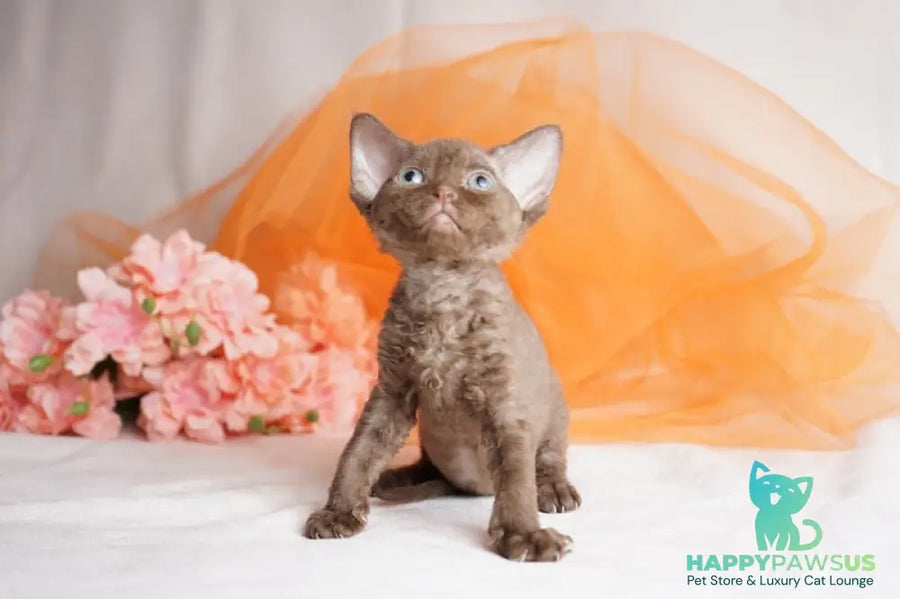 Olivia Devon Rex female chocolate - live animals