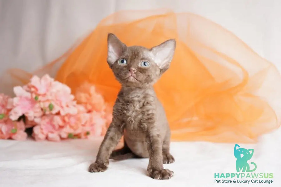 Olivia Devon Rex female chocolate - live animals
