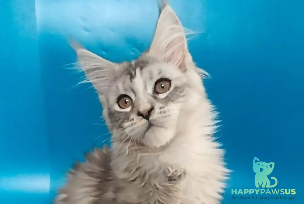 Olivia Maine Coon female black tortie silver with white tabby - live animals