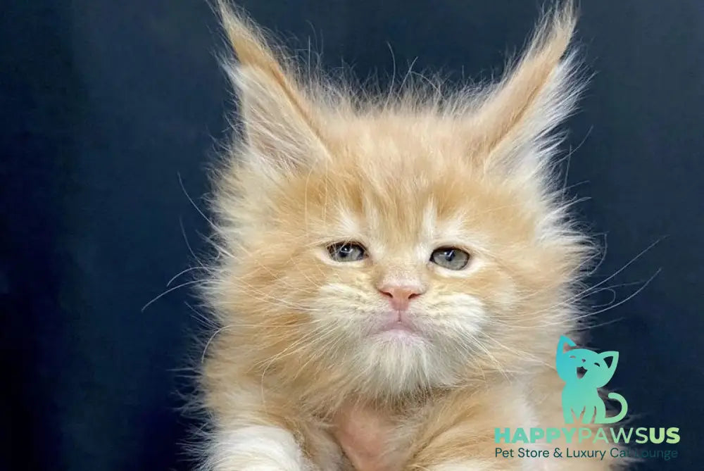Olivia Maine Coon female cream - live animals