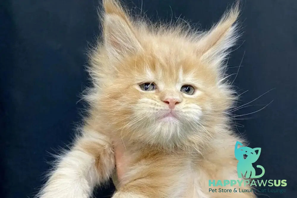 Olivia Maine Coon female cream - live animals